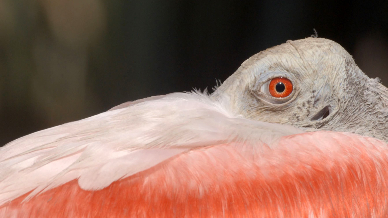 Close up image of a pink bird with a red eye
