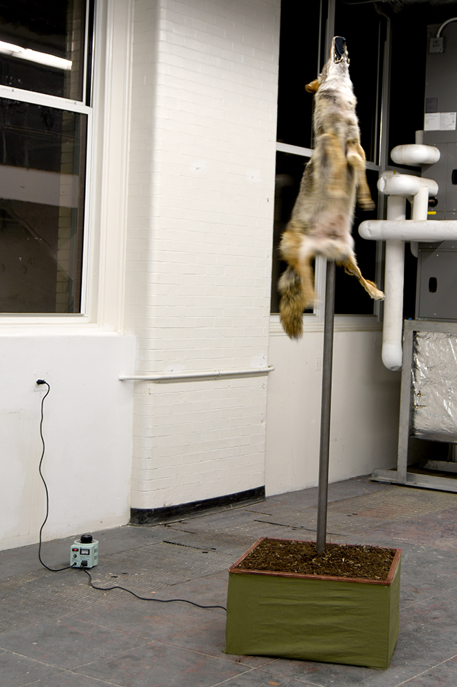 taxidermied coyote on top of a pole